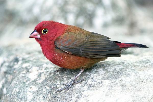 Red-billed Firefinch