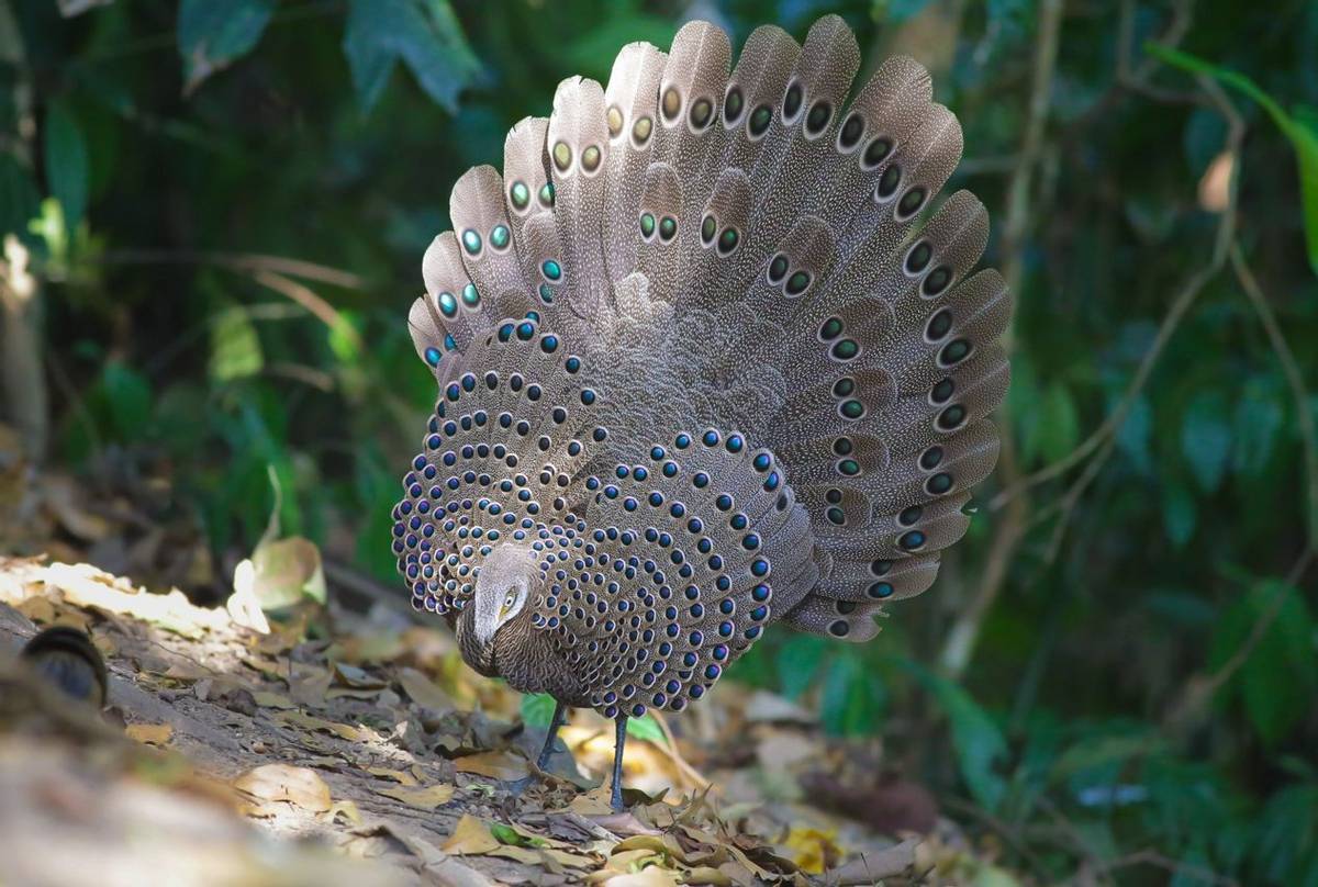 Grey Peacock Pheasant Shutterstock 630016253