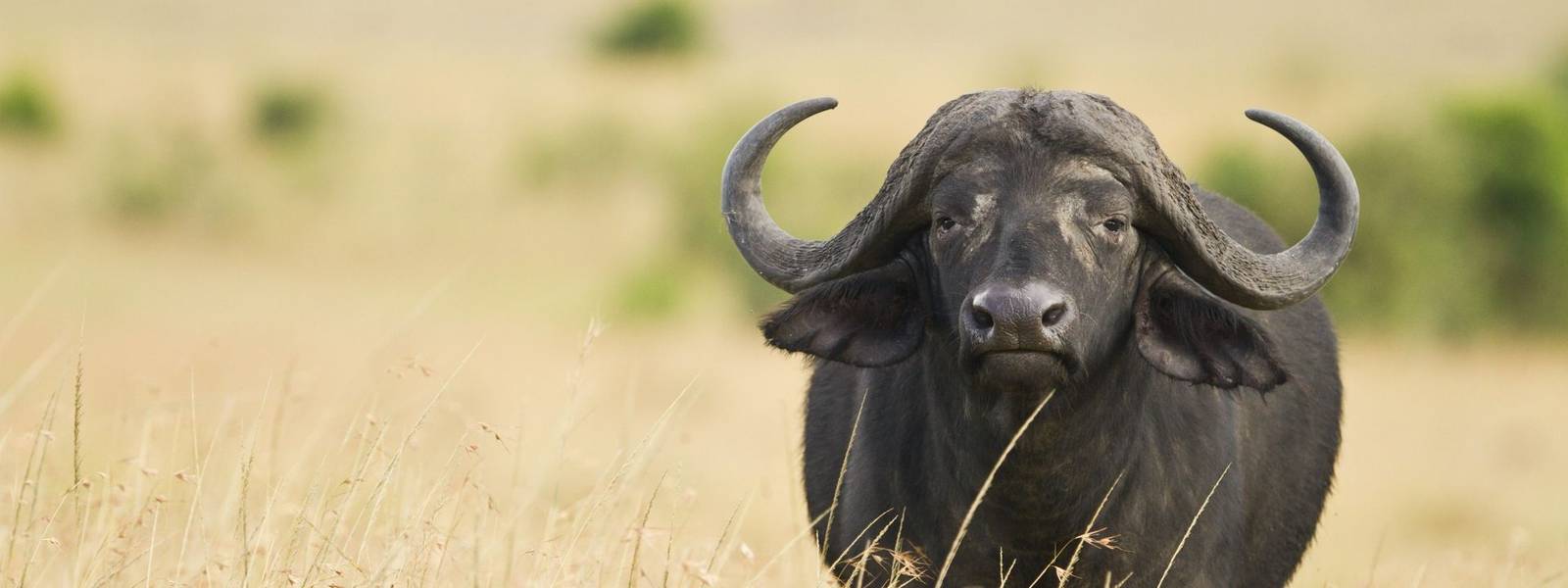 Africa - Namibia - CapeBuffalo - AdobeStock_69804414.jpeg