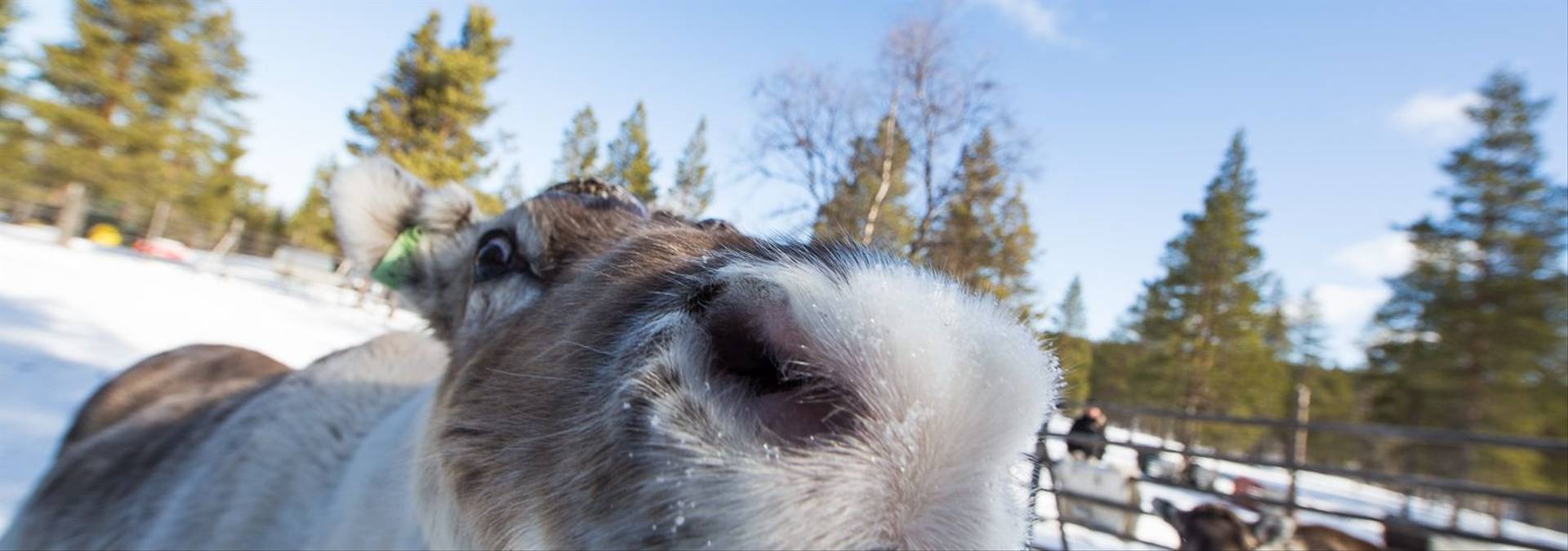 Reindeer Credit Inari-Saariselkä Tourism