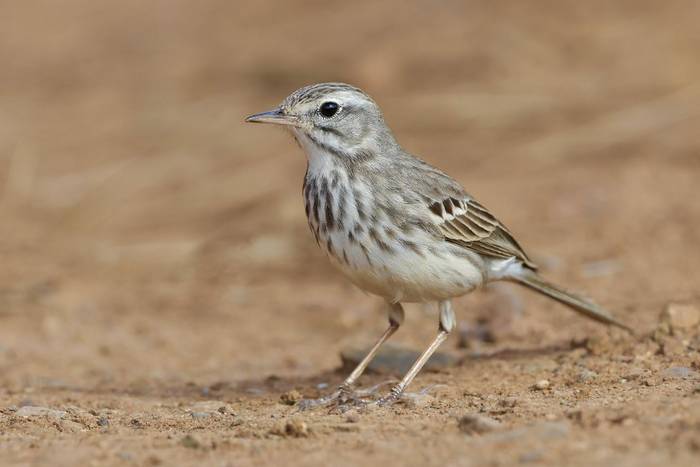 Berthelot's Pipit © Dave Jackson, November 2025 tour