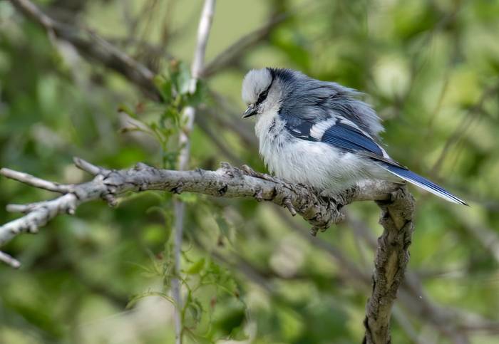 Azure Tit © Chris Griffin, May 2025