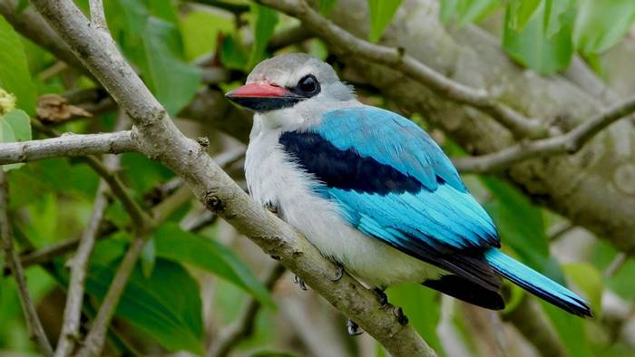 Blue-breasted Kingfisher, Rwanda shutterstock_577188556.jpg