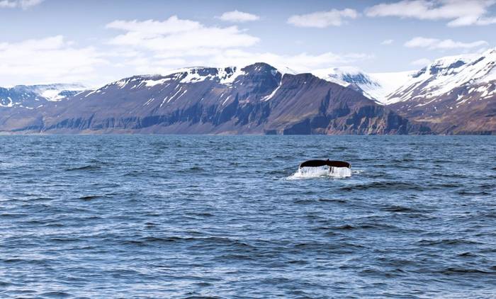 Humpback Whale Iceland