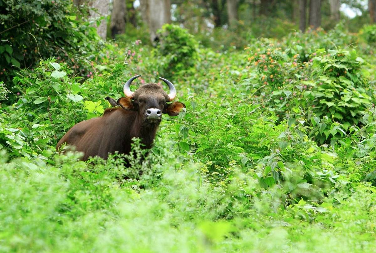 Gaur