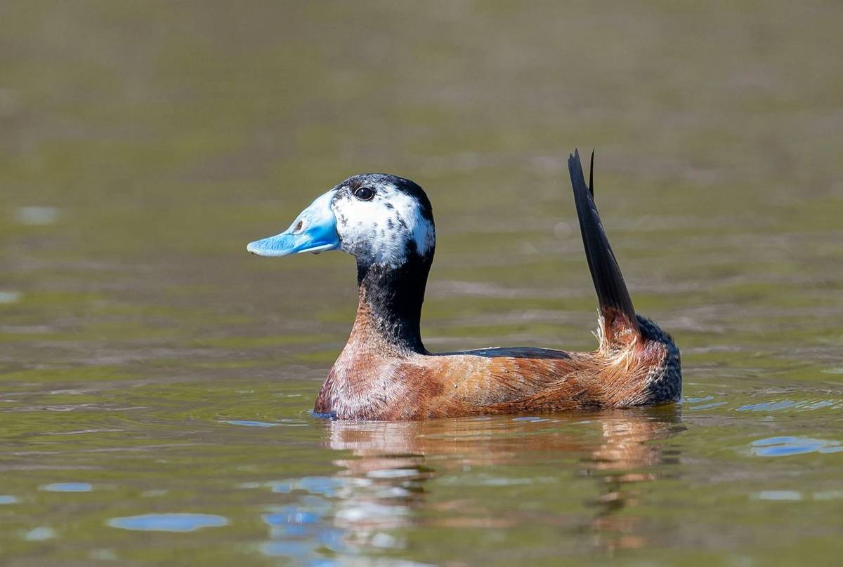 White-headed Duck shutterstock_1494334340.jpg