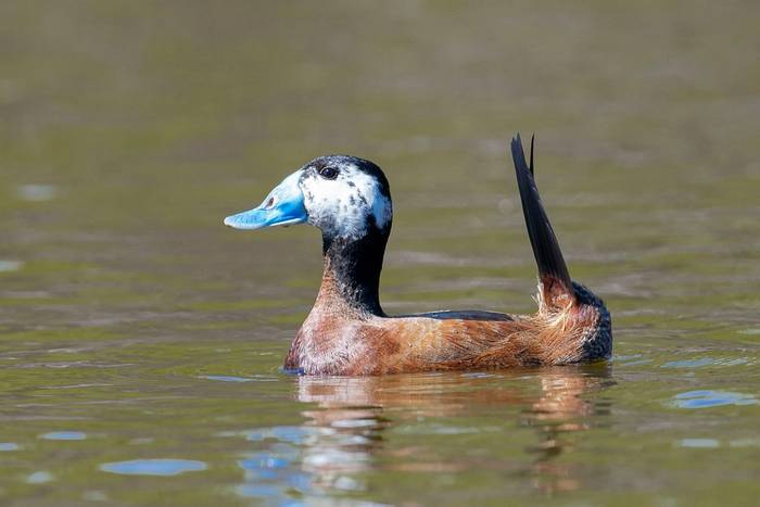 White-headed Duck shutterstock_1494334340.jpg