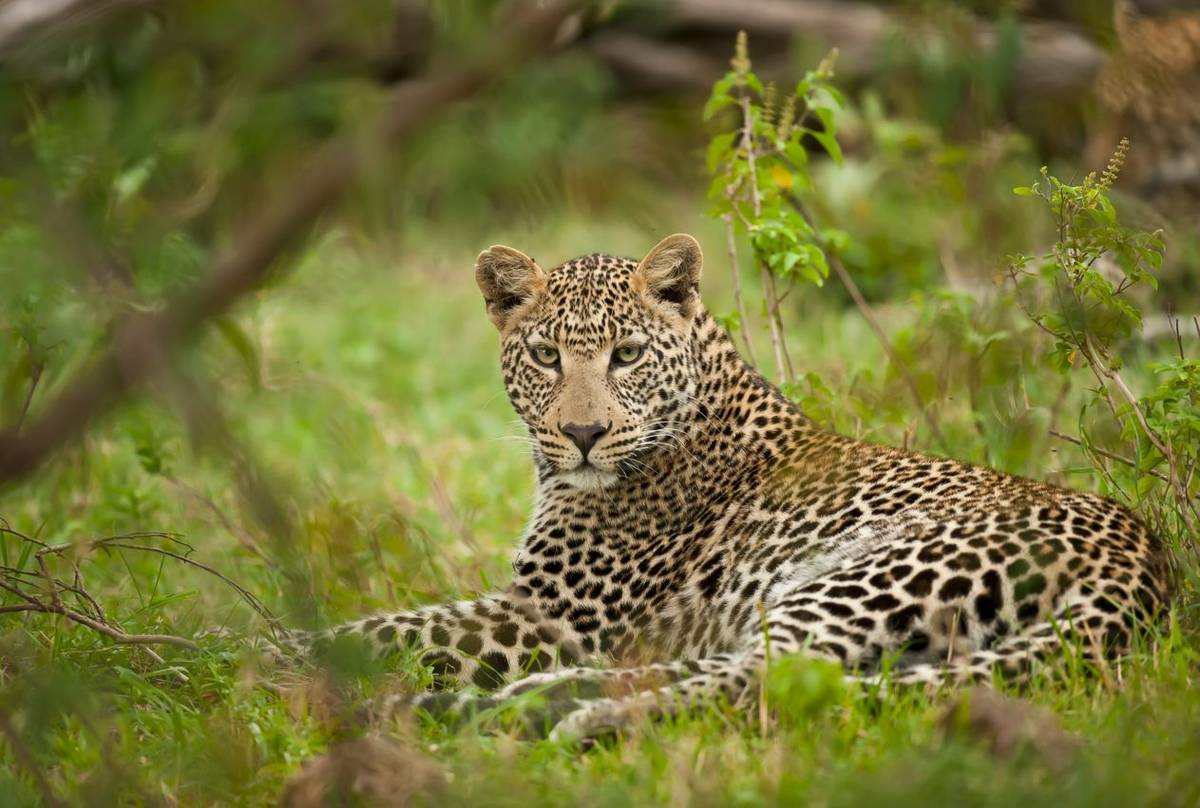 African Leopard