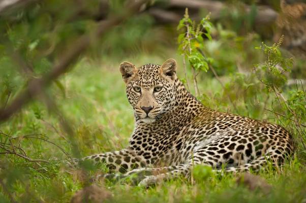 African Leopard