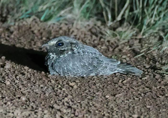 Sickle-winged Nightjar (Andy Foster)