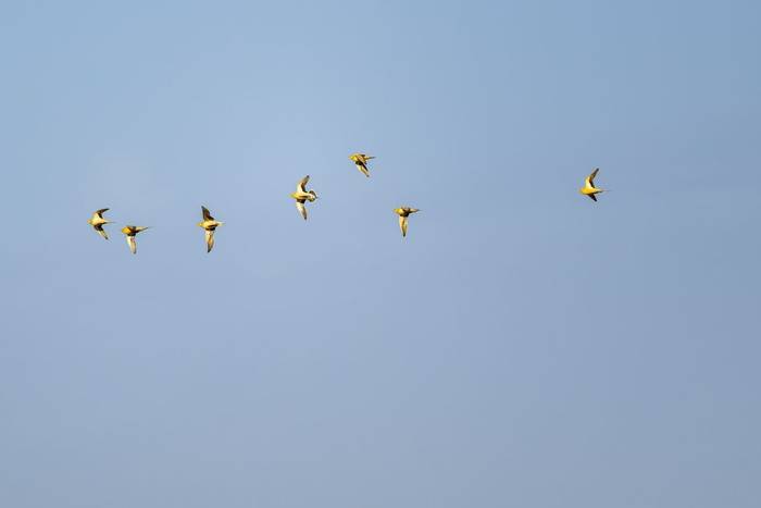 Spotted Sandgrouse © Adam Court, March 2026 tour
