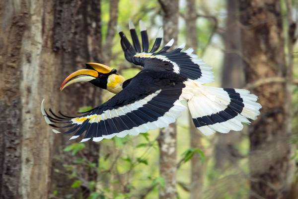 Great Hornbill, Chitwan National Park, Nepal shutterstock_1391747843.jpg