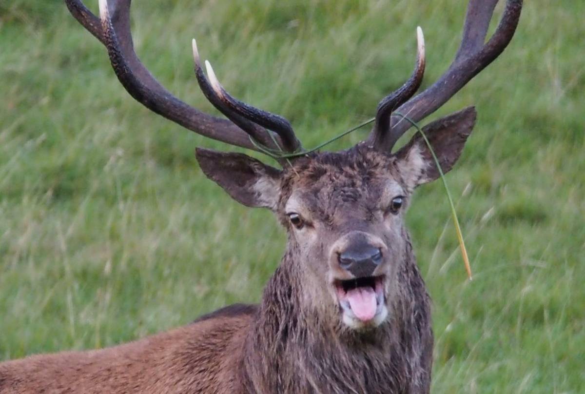 Red Deer Stag