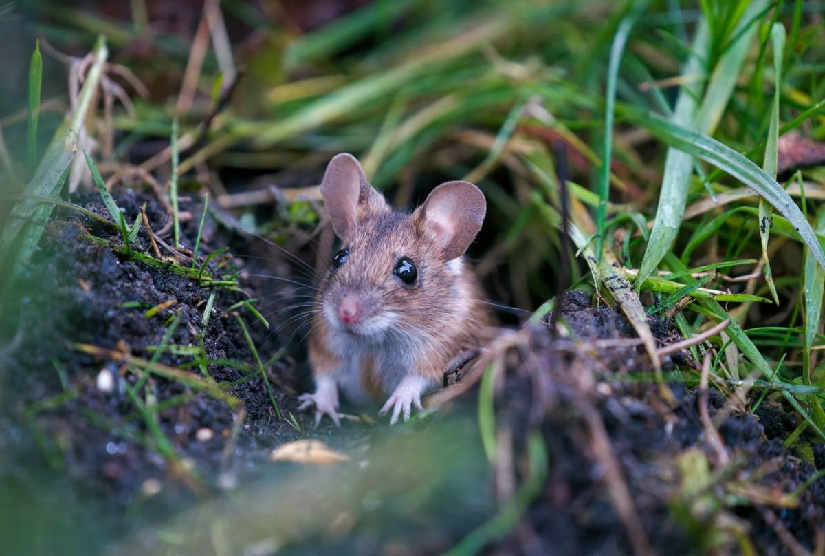 Yellow-necked Mouse