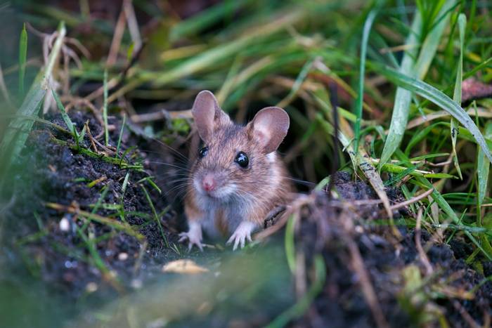 Yellow-necked Mouse