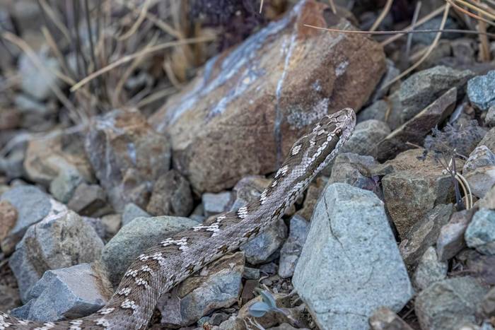 Altai Viper (Matthew Capper)