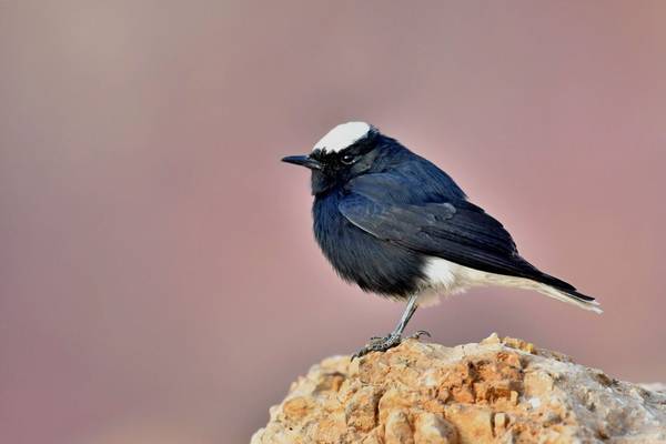 White-crowned Wheatear shutterstock_1298608696.jpg