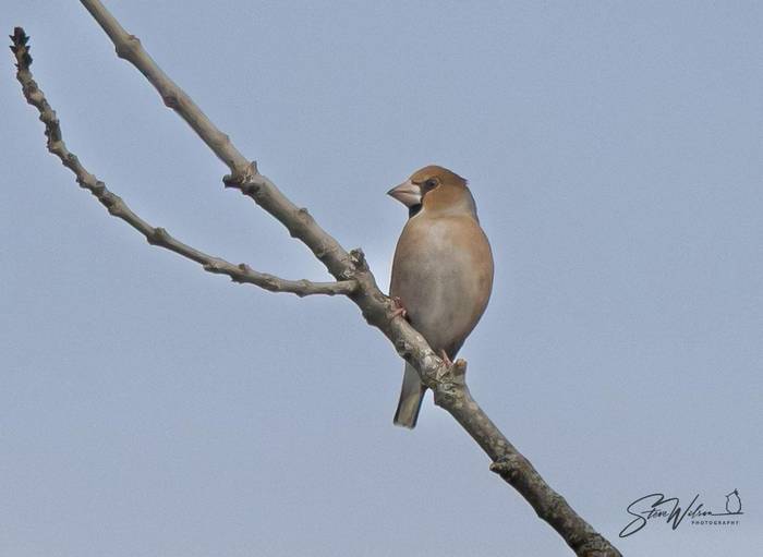 Hawfinch.JPG