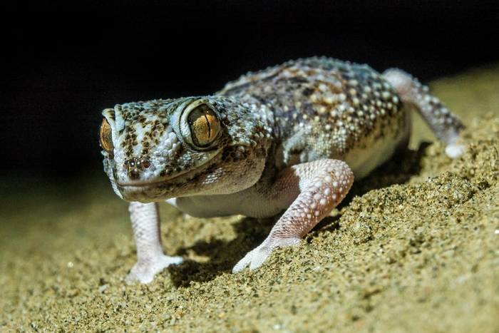 Common Giant Ground Gecko (Chondrodactylus angulifer namibensis) © Russell Scott, January 2023 tour