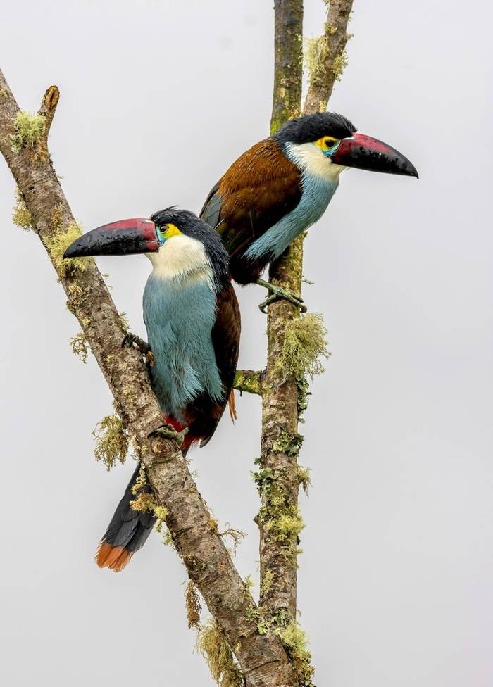 Black-billed Mountain Toucans © Francisco Munoz.jpg