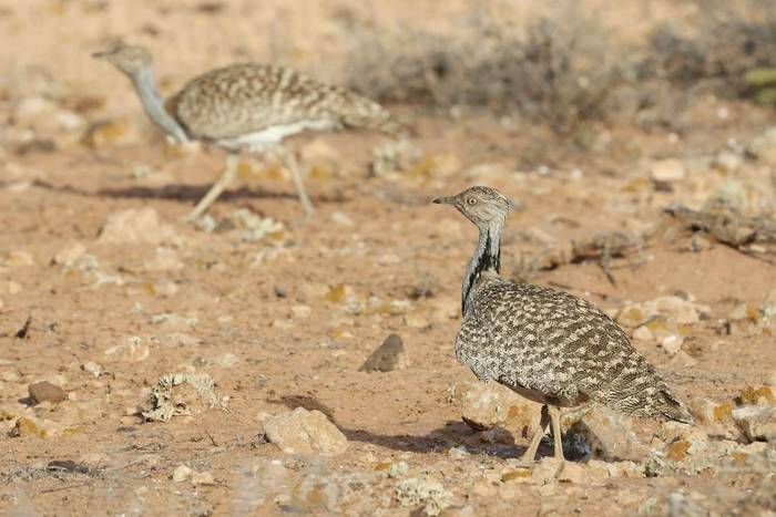 Houbara Bustard © Dave Jackson, November 2025 tour
