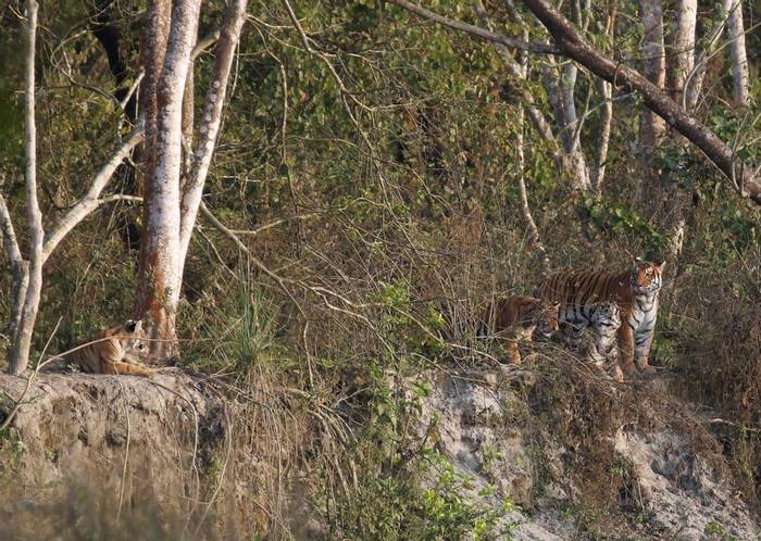 Family of Tigers (Matt Eade - Chitwan NP, March 2020).jpg