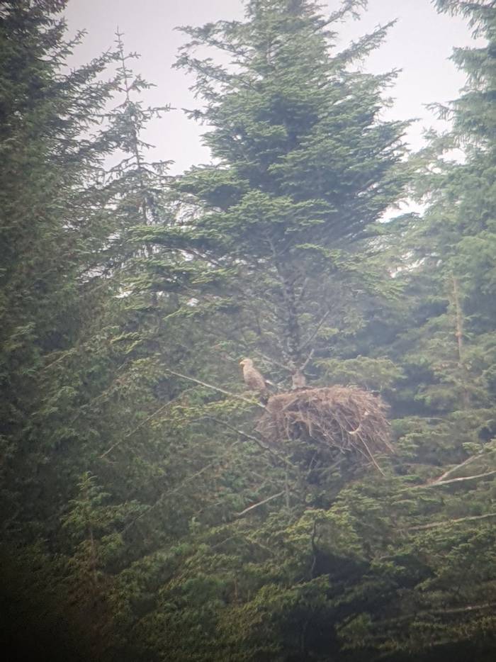 White-tailed Eagle on nest © Josh Phangurha
