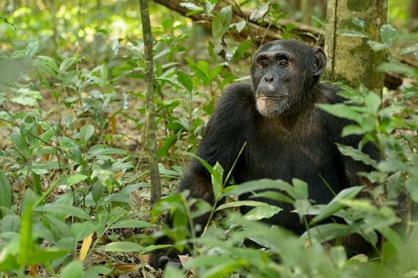 Chimpanzee shutterstock_546403366.jpg