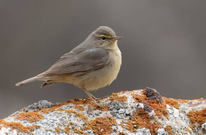 Sulphur-bellied Warbler © Chris Griffin, May 2025