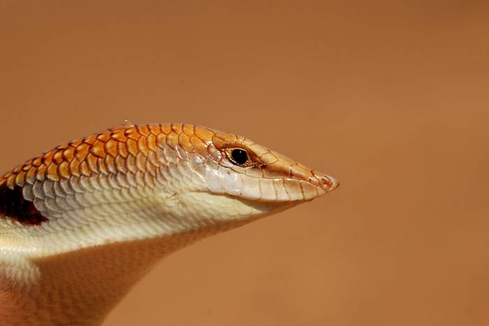 White-banded Sandfish (Scincus albifasciatus)