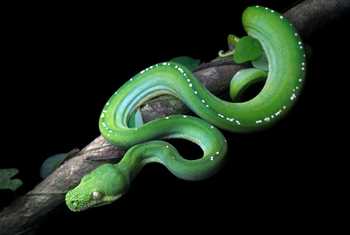 Southern Green Tree Python (Morelia viridis)