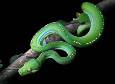 The Reptiles & Amphibians of Australia