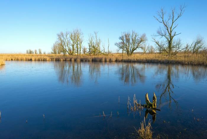 oostvaardersplassen, Holland. shutterstock_242460850.jpg