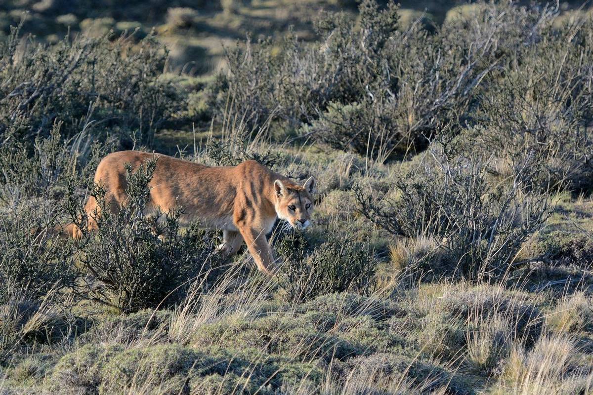 Puma, Torres Del Paine (Helen Pinchin)
