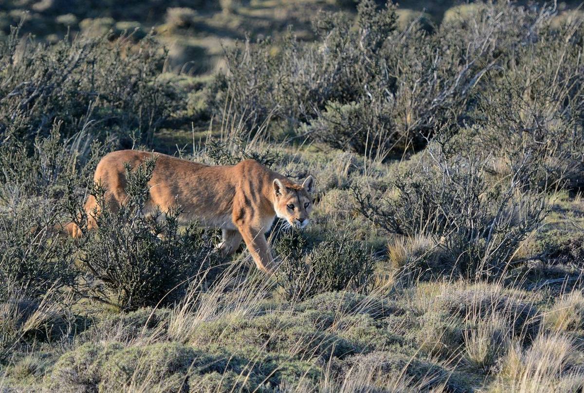 Puma, Torres Del Paine (Helen Pinchin)
