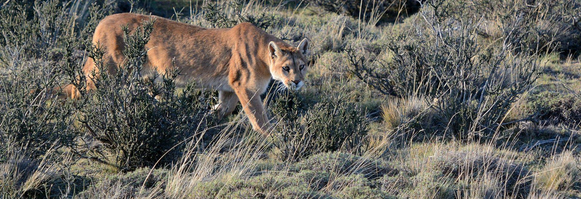 Puma, Torres Del Paine (Helen Pinchin)