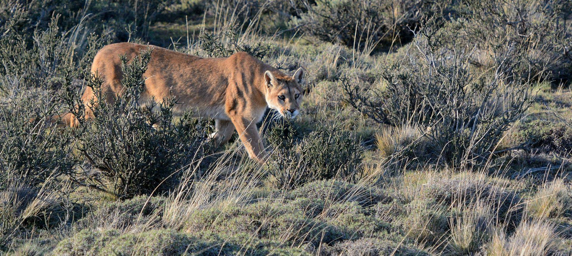 Puma, Torres Del Paine (Helen Pinchin)