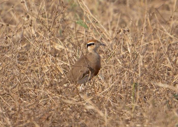 Temminck's Courser, Ian Curran.jpg