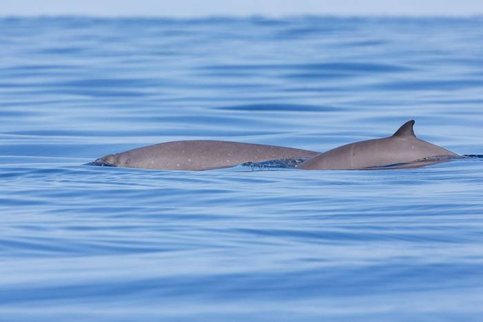 Sowerby's Beaked Whales (Sara Frost).jpg