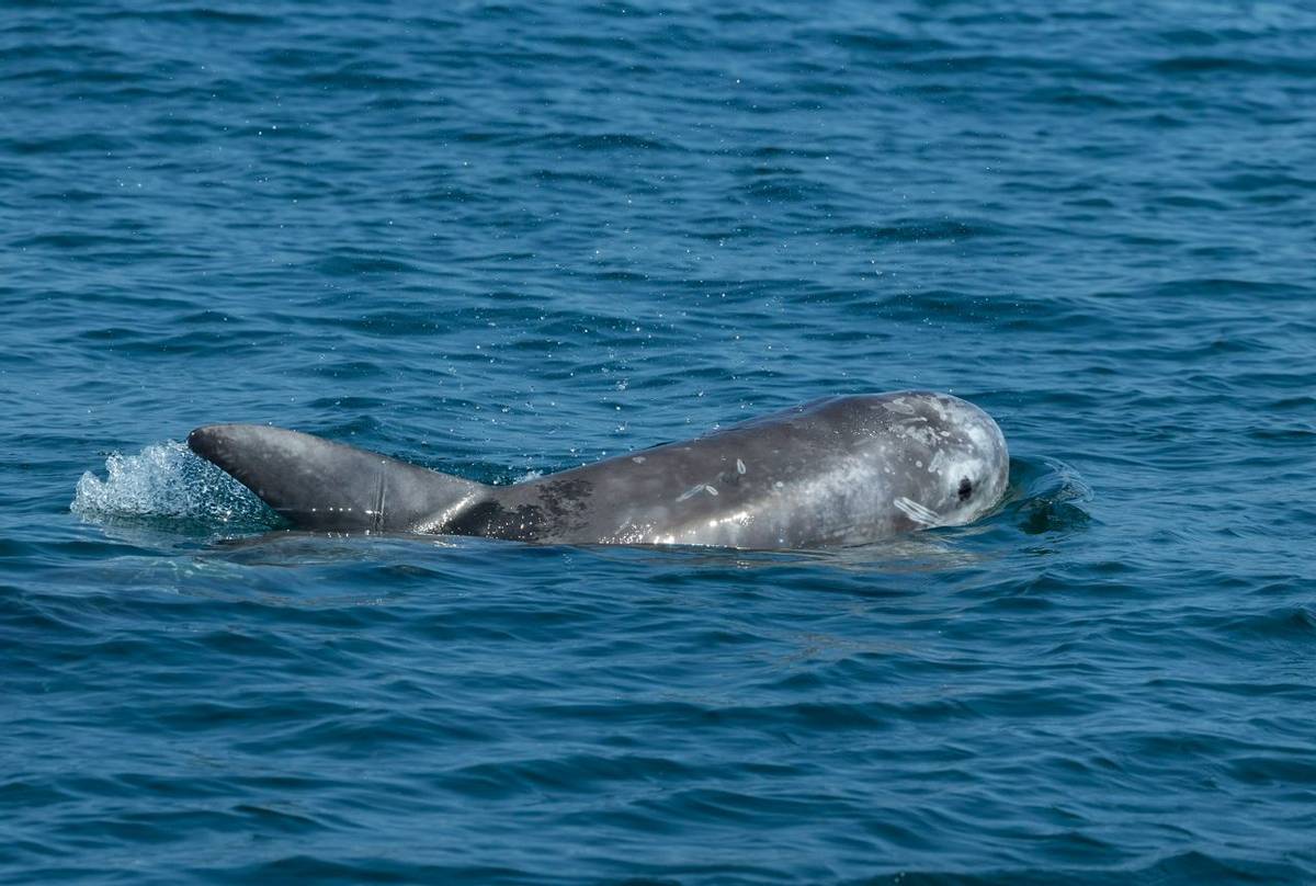 Risso's dolphin Grampus griseus, swimming, Falmouth Bay, Cornwall, UK, July