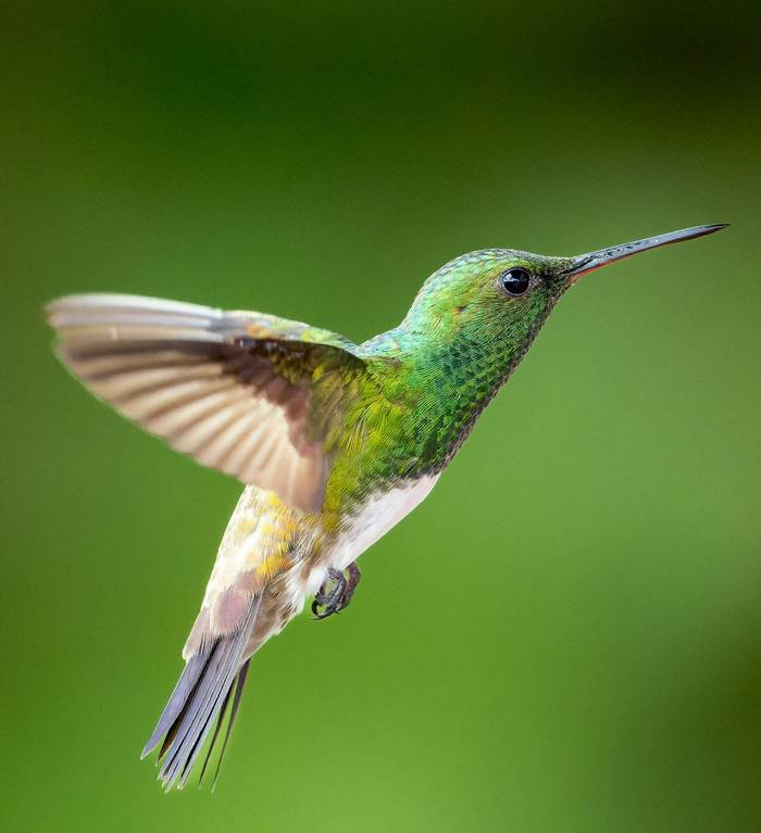 snowy-bellied-hummingbird-saucerottia-edward_55181878834_o.jpg