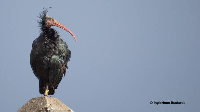 Northern Bald Ibis.jpg