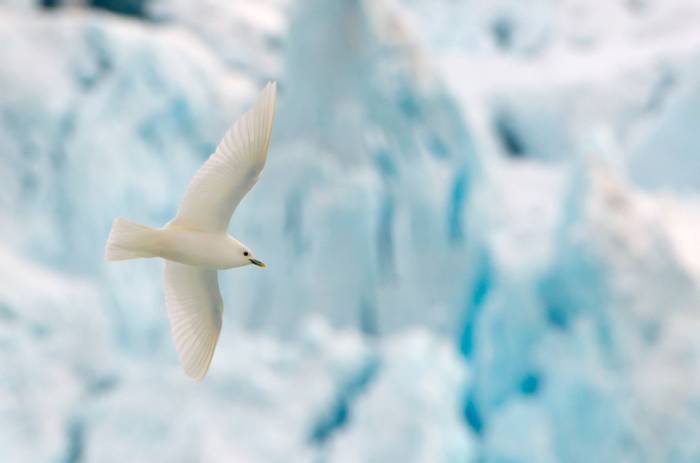 Ivory Gull, Spitsbergen shutterstock_1254173932.jpg
