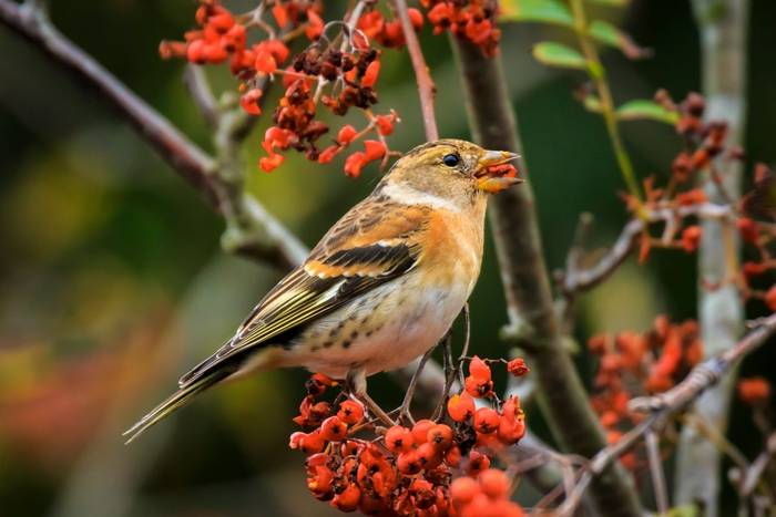 Brambling shutterstock_1372675460.jpg