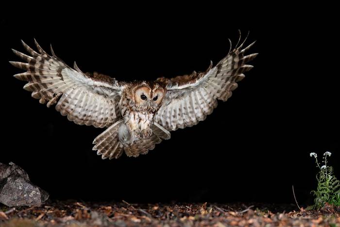 Tawny Owl (Paul McDougall).jpg