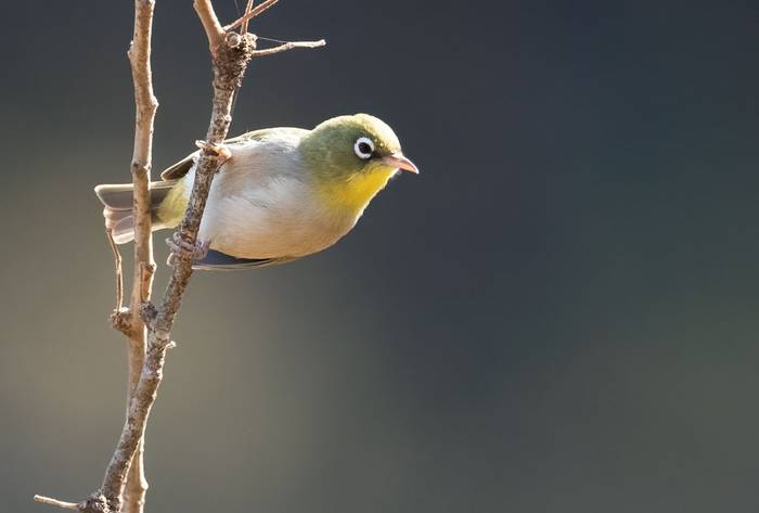 Abyssinian White-eye © Chris Griffin, November '25 tour.jpg