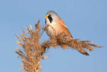 A Male Bearded Reedling perched on a cane on a winter morning