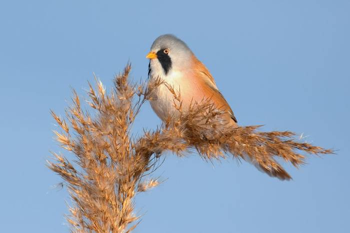 A Male Bearded Reedling perched on a cane on a winter morning