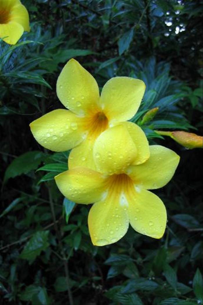 Thevatia peruviana, Yellow Oleander (Jenny Wilsher)