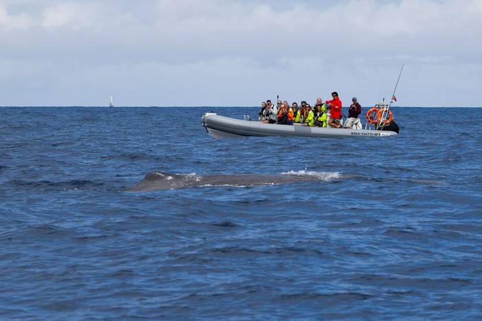 Sperm Whale and tourists (Sara Frost).jpg